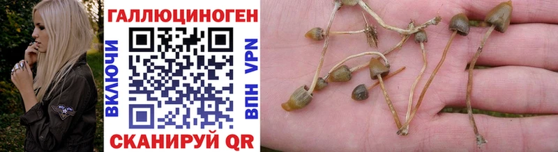 Псилоцибиновые грибы Psilocybine cubensis  Чкаловск 